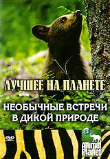 Animal Planet: Необычные встречи в дикой природе