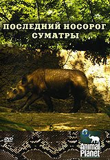 Animal Planet: Последний носорог Суматры